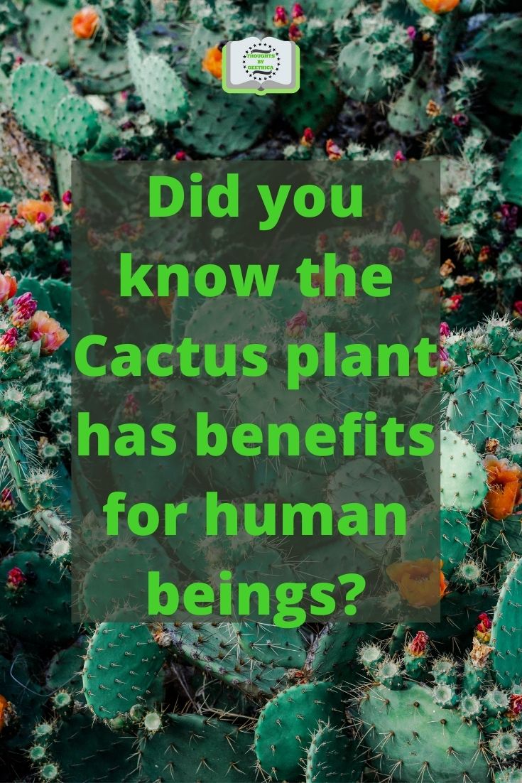 Did you know that the Cactus plant has benefits for human beings?